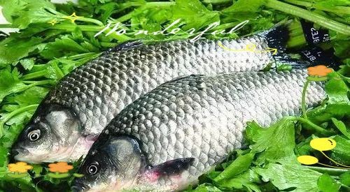 鯽魚為什么叫板鯽 龍魚論壇 第25張 鯽魚為什么叫板鯽 鯽魚為什么叫板鯽 龍魚論壇 第25張