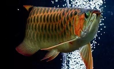龍魚批發市場進貨渠道在哪里：廣州花地灣和越和花鳥蟲魚市場進貨渠道在哪個位置