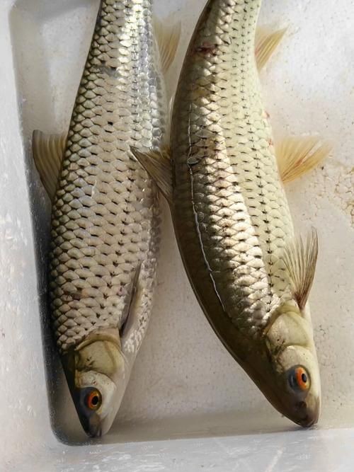 紅眼魚圖片