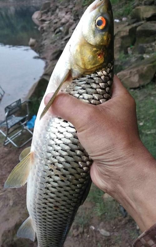 紅眼魚圖片