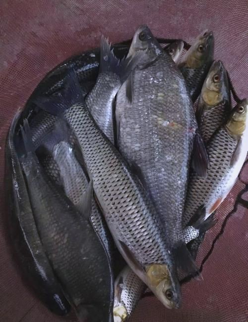 紅眼魚圖片