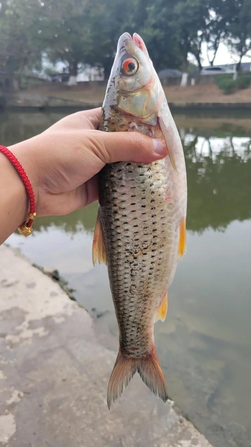 紅眼魚圖片