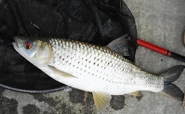 紅眼魚圖片