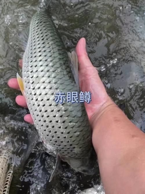 紅眼魚圖片