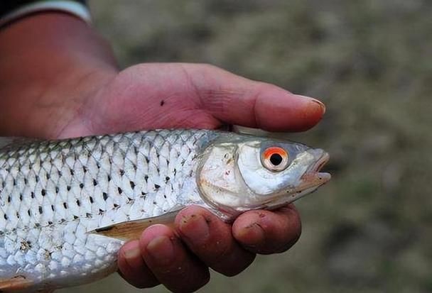 紅眼魚圖片