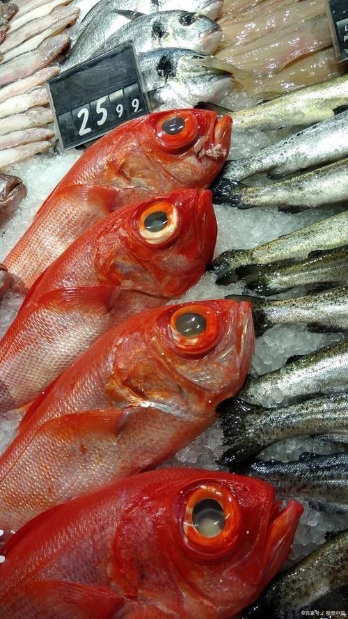 紅眼魚圖片