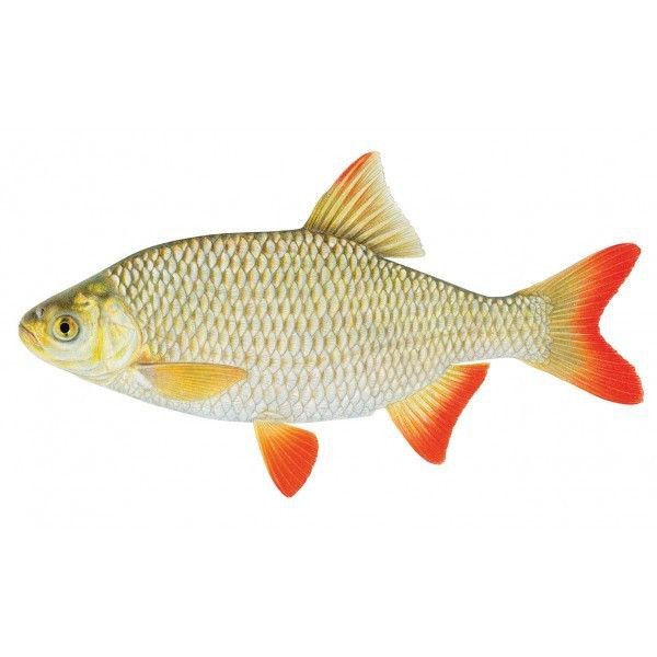 紅眼魚圖片