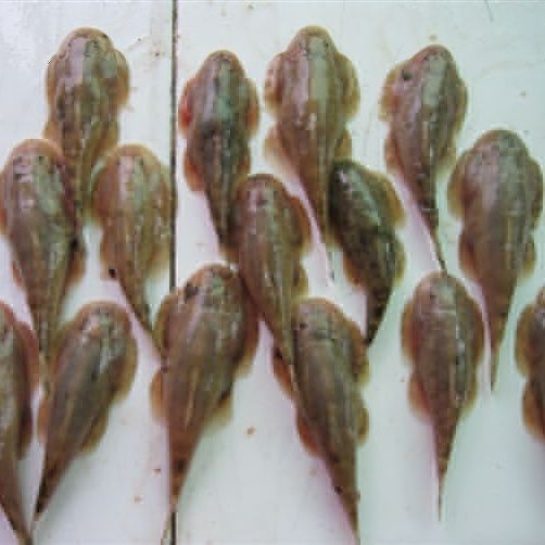 紅老虎魚百度百科