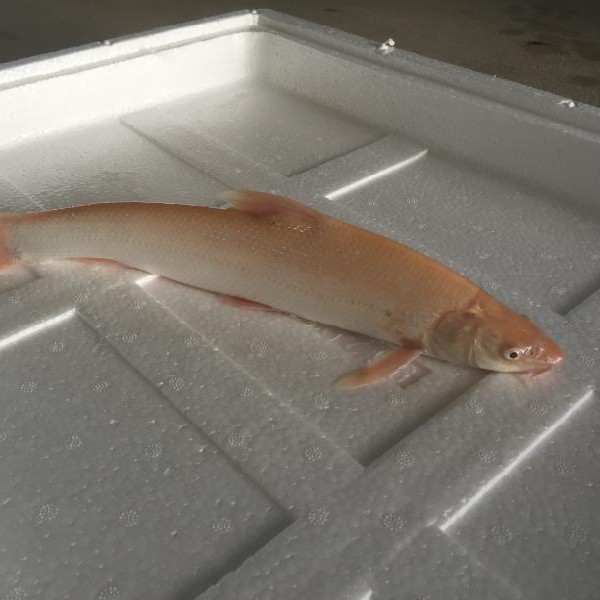 福魚是什么魚
