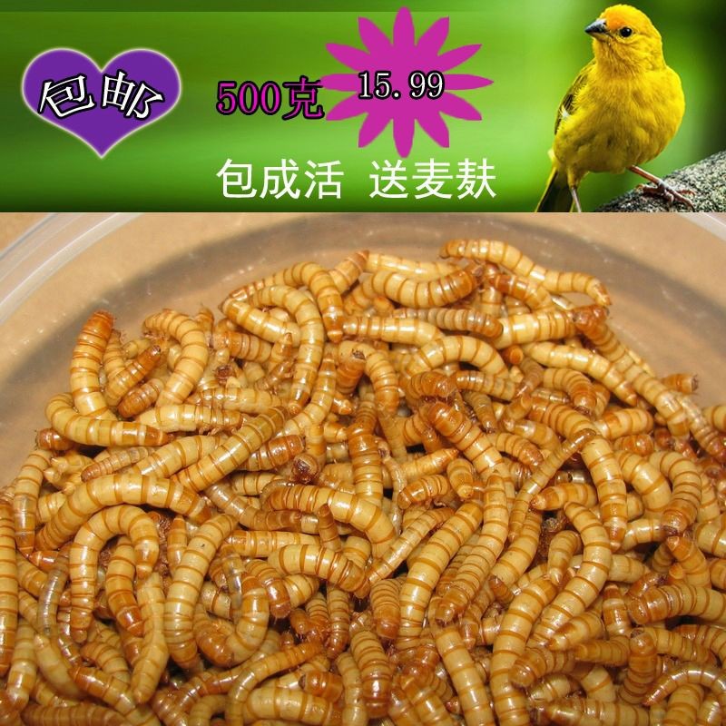 龍魚大麥蟲開口：龍魚大麥蟲喂養方式