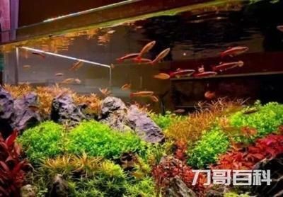 觀賞魚缸中長青苔的處理方法包括物理清除魚缸中長青苔的方法：處理觀賞魚缸中長青苔的方法