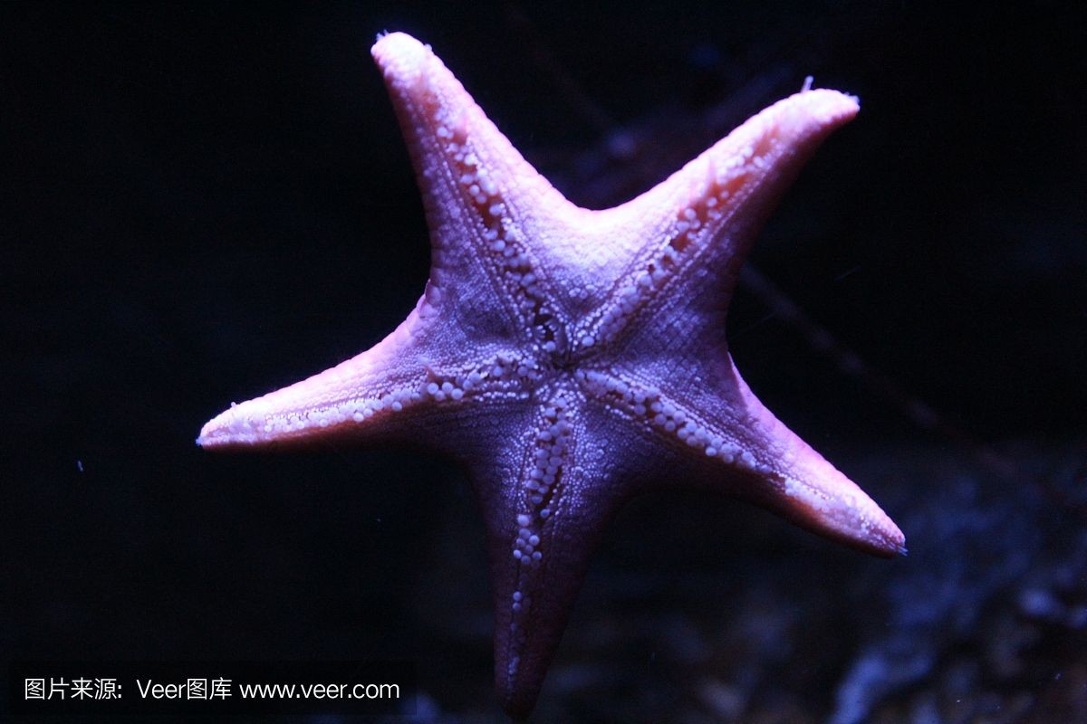 海星魚缸是一種特殊的專業知識和技巧與技巧與誤區：如何為海星打造理想的家