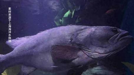 上海龍魚(yú)展會(huì)死魚(yú)圖片大全