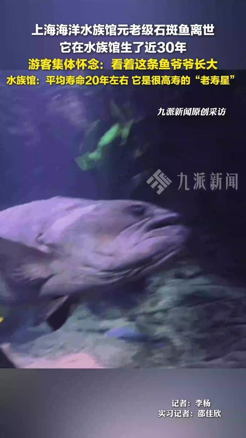 上海龍魚(yú)展會(huì)死魚(yú)圖片大全