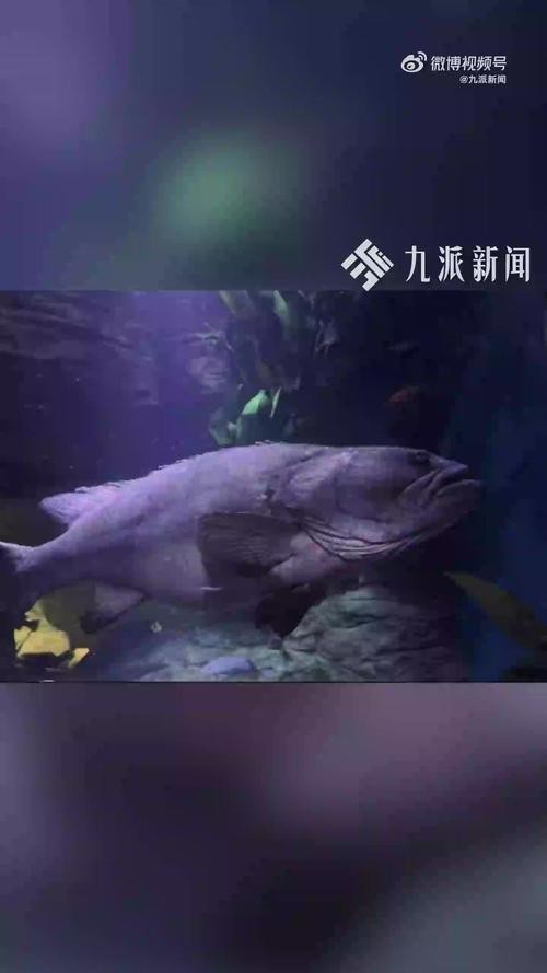 上海龍魚(yú)展會(huì)死魚(yú)圖片大全