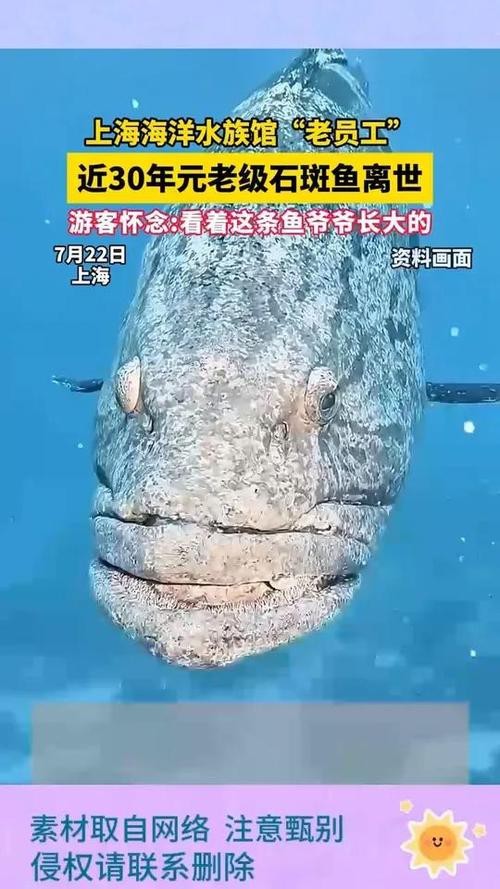 上海龍魚(yú)展會(huì)死魚(yú)圖片大全