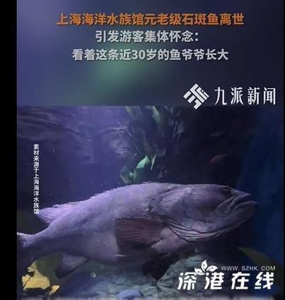 上海龍魚(yú)展會(huì)死魚(yú)圖片大全