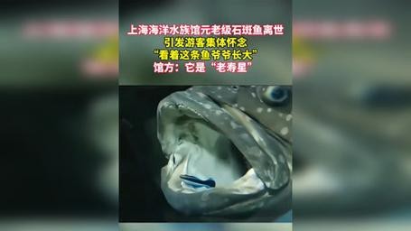 上海龍魚(yú)展會(huì)死魚(yú)圖片大全