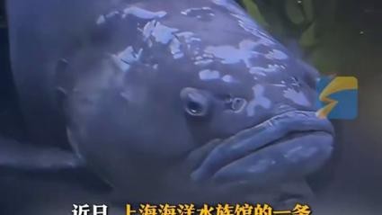 龍魚滿背后會有什么變化？，龍魚滿背階段喂養指南