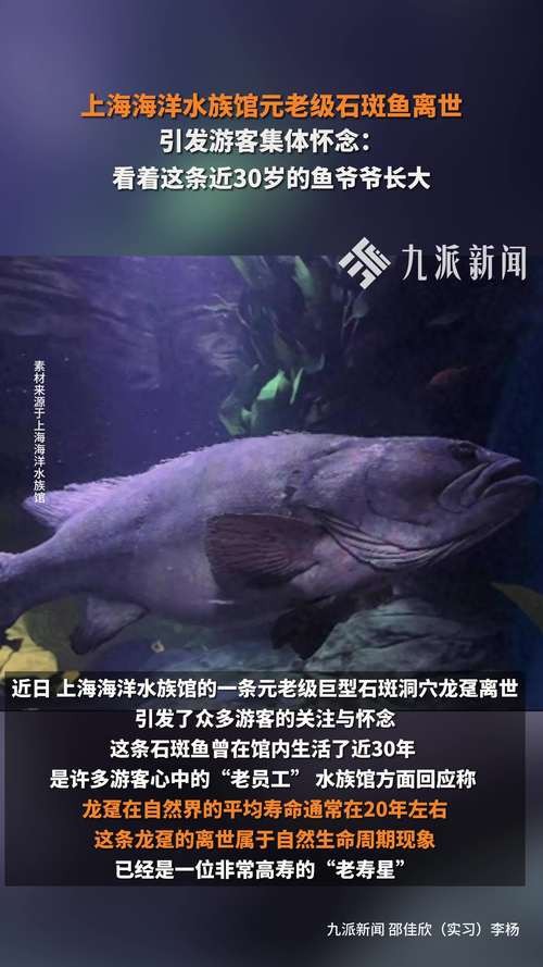 上海龍魚(yú)展會(huì)死魚(yú)圖片大全