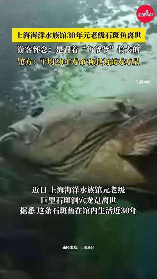 上海龍魚(yú)展會(huì)死魚(yú)圖片大全