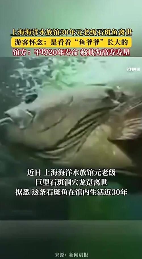 上海龍魚(yú)展會(huì)死魚(yú)圖片大全