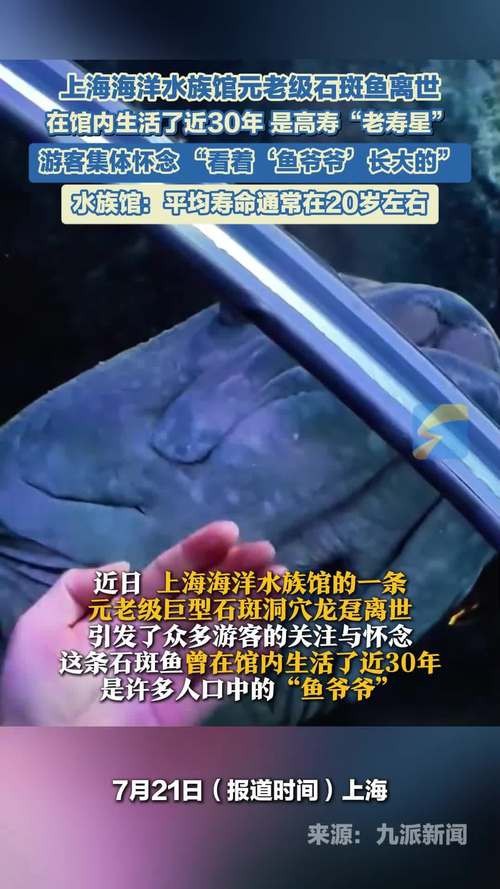 上海龍魚(yú)展會(huì)死魚(yú)圖片大全