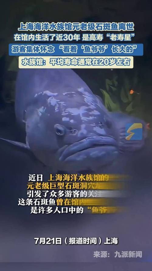 上海龍魚(yú)展會(huì)死魚(yú)圖片大全