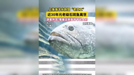 上海龍魚(yú)展會(huì)死魚(yú)圖片大全