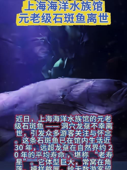 上海龍魚(yú)展會(huì)死魚(yú)圖片大全