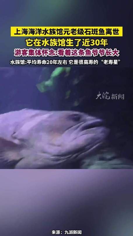 上海龍魚(yú)展會(huì)死魚(yú)圖片大全