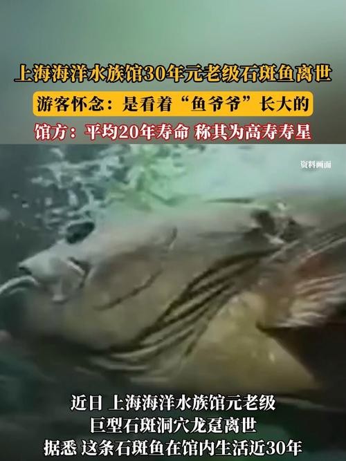 上海龍魚(yú)展會(huì)死魚(yú)圖片大全