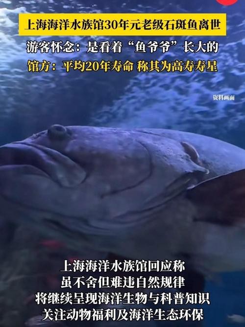 上海龍魚(yú)展會(huì)死魚(yú)圖片大全