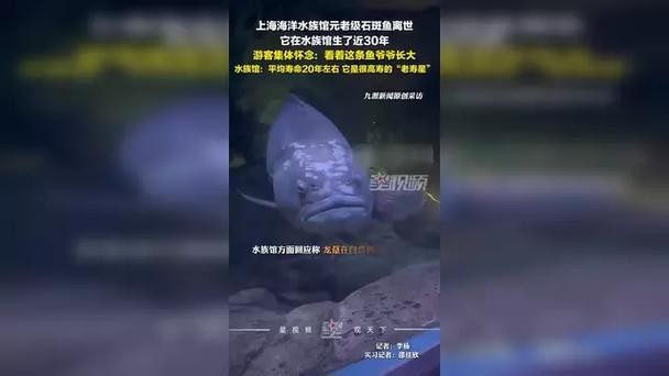 上海龍魚(yú)展會(huì)死魚(yú)圖片大全