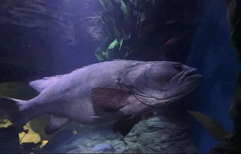 上海龍魚(yú)展會(huì)死魚(yú)圖片大全