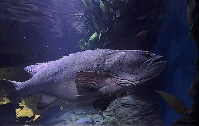上海龍魚(yú)展會(huì)死魚(yú)圖片大全