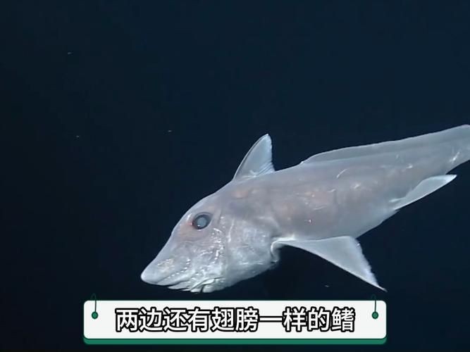 鬼鯊現(xiàn)實(shí)的樣子圖片