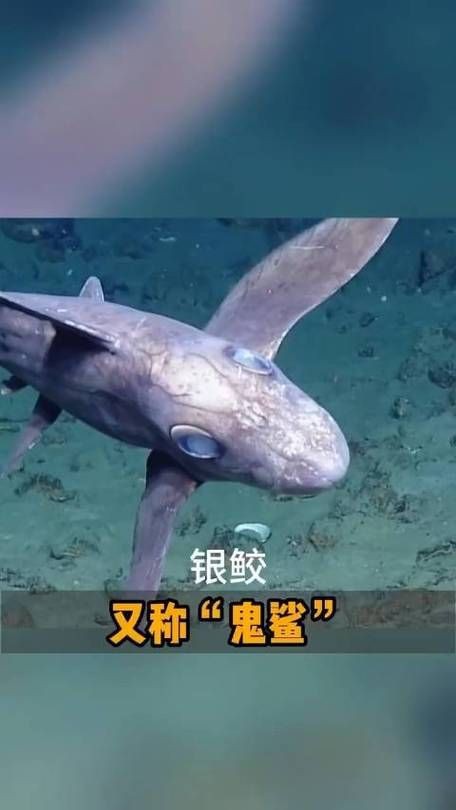鬼鯊現(xiàn)實(shí)的樣子圖片
