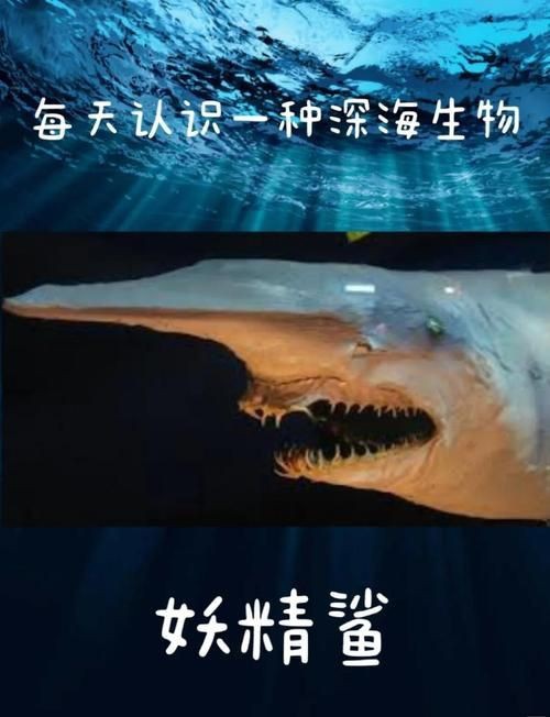 鬼鯊現(xiàn)實(shí)的樣子圖片