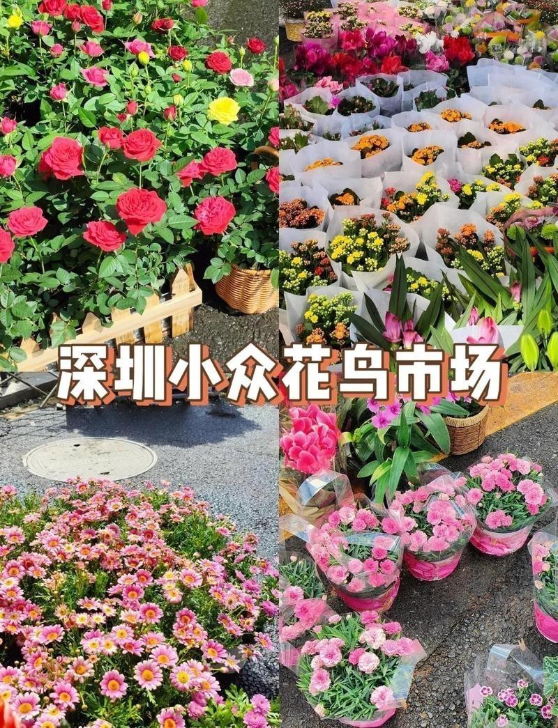 深圳花鳥市場一條街龍華 深圳花鳥市場一條街龍華 龍魚論壇 第5張