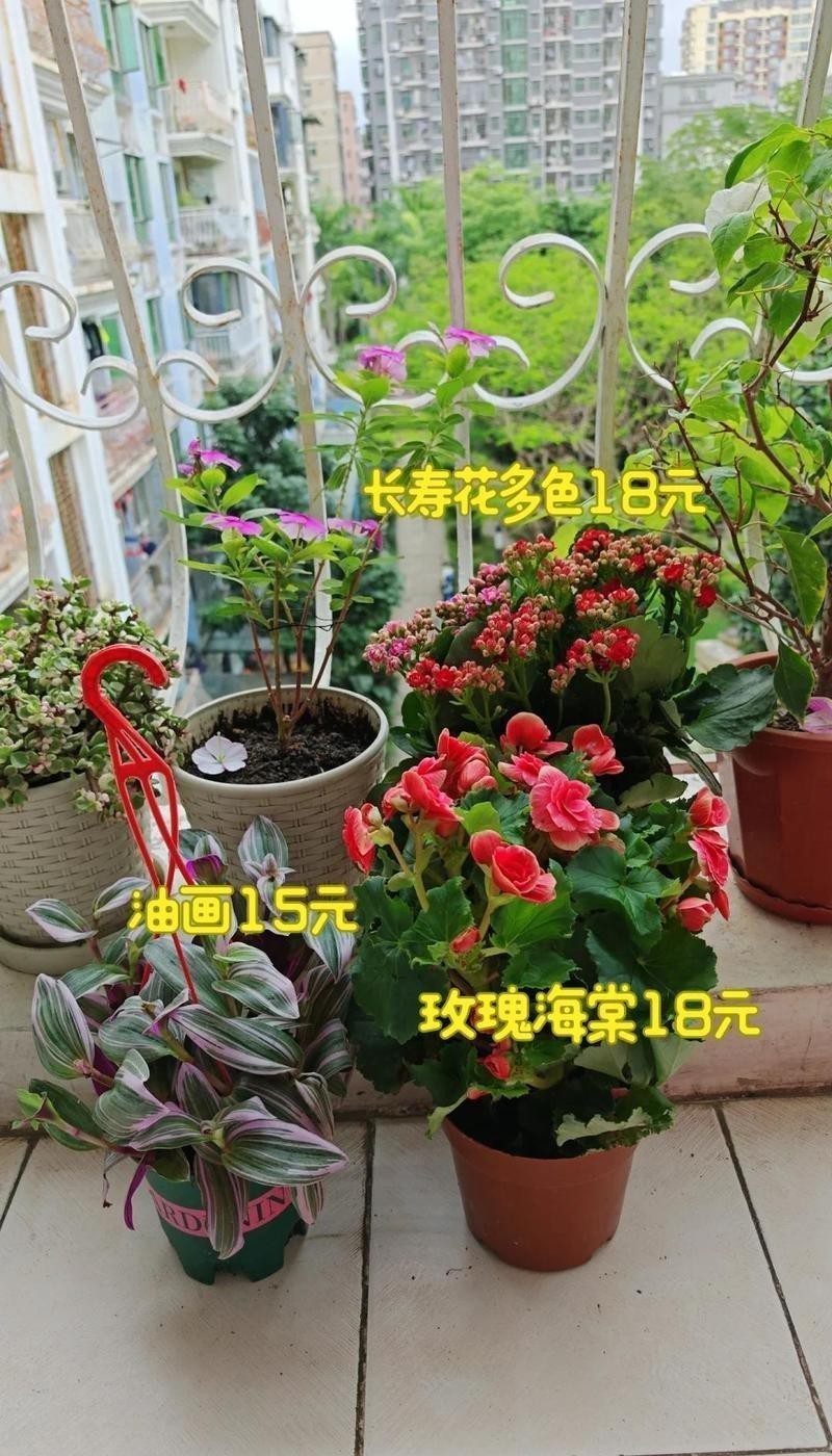 深圳花鳥市場一條街龍華