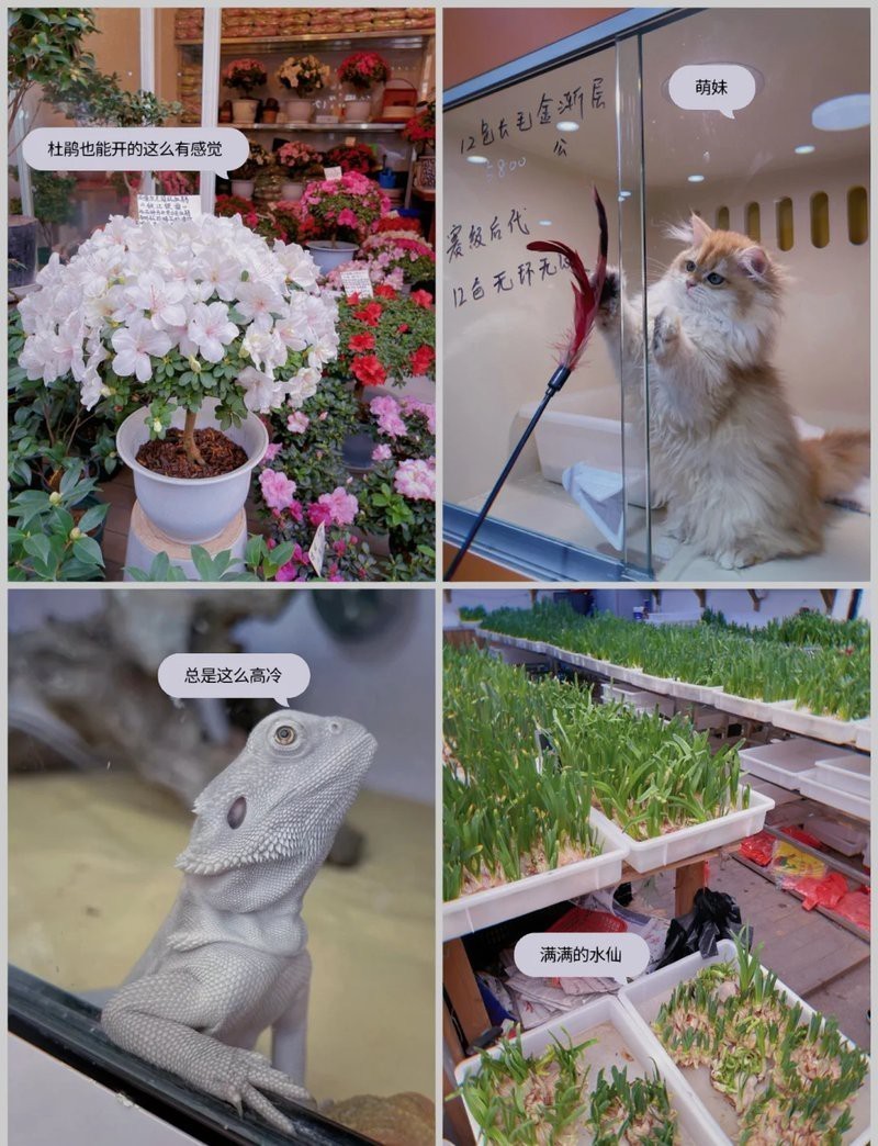 深圳花鳥市場一條街龍華 深圳花鳥市場一條街龍華 龍魚論壇 第6張