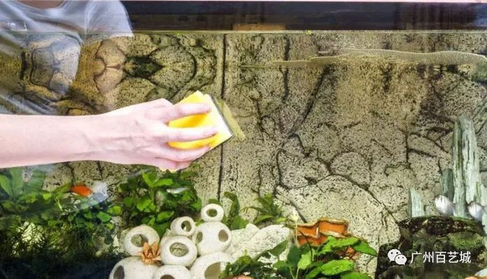 森僑魚缸怎么正確處理方法：森僑魚缸怎么正確處理方法詳情