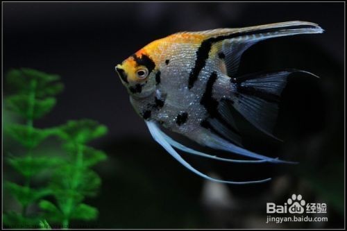 一個魚缸養(yǎng)幾條龍魚好：養(yǎng)殖龍魚的注意事項