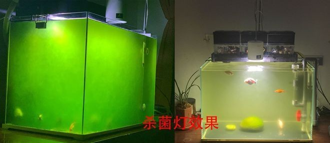 發龍魚的朋友圈（如何發布龍魚的朋友圈文案）
