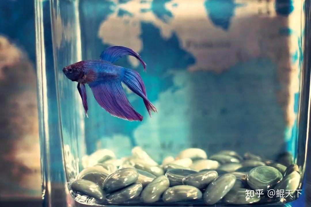魚缸選購 知乎（亞克力鋼化玻璃魚缸選購知乎魚缸選購知乎魚缸選購知乎）