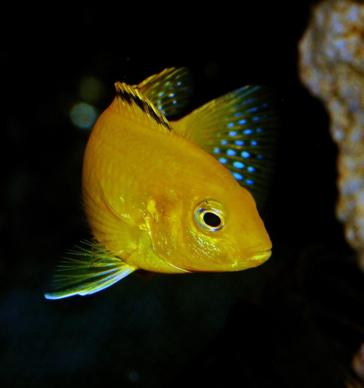 黃鰭鯛魚俗稱是什么