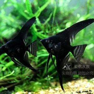 黑色的金龍魚多少錢黑龍魚價格高達18萬元:黑色的金龍魚多少錢一只 龍魚百科 第2張 黑色的金龍魚多少錢黑龍魚價格高達18萬元:黑色的金龍魚多少錢一只 黑色的金龍魚多少錢黑龍魚價格高達18萬元:黑色的金龍魚多少錢一只 龍魚百科 第2張