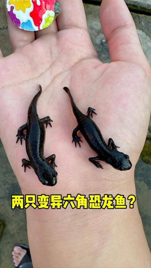 恐龍龍魚的圖片