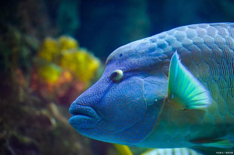 恐龍龍魚的圖片